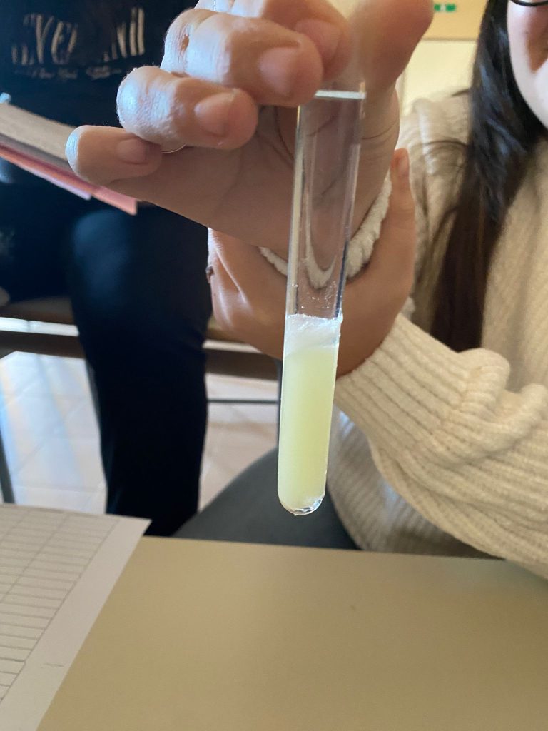 Estrazione del DNA da un frutto – Scuola Secondaria di 1° Grado – Lioni